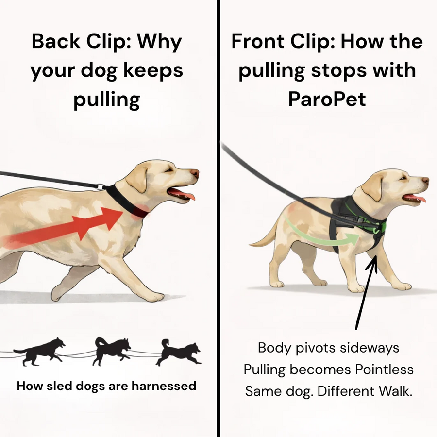Personalised Dog Harness
