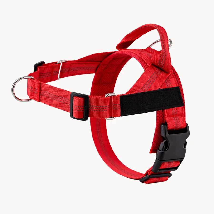 Personalised Dog Harness