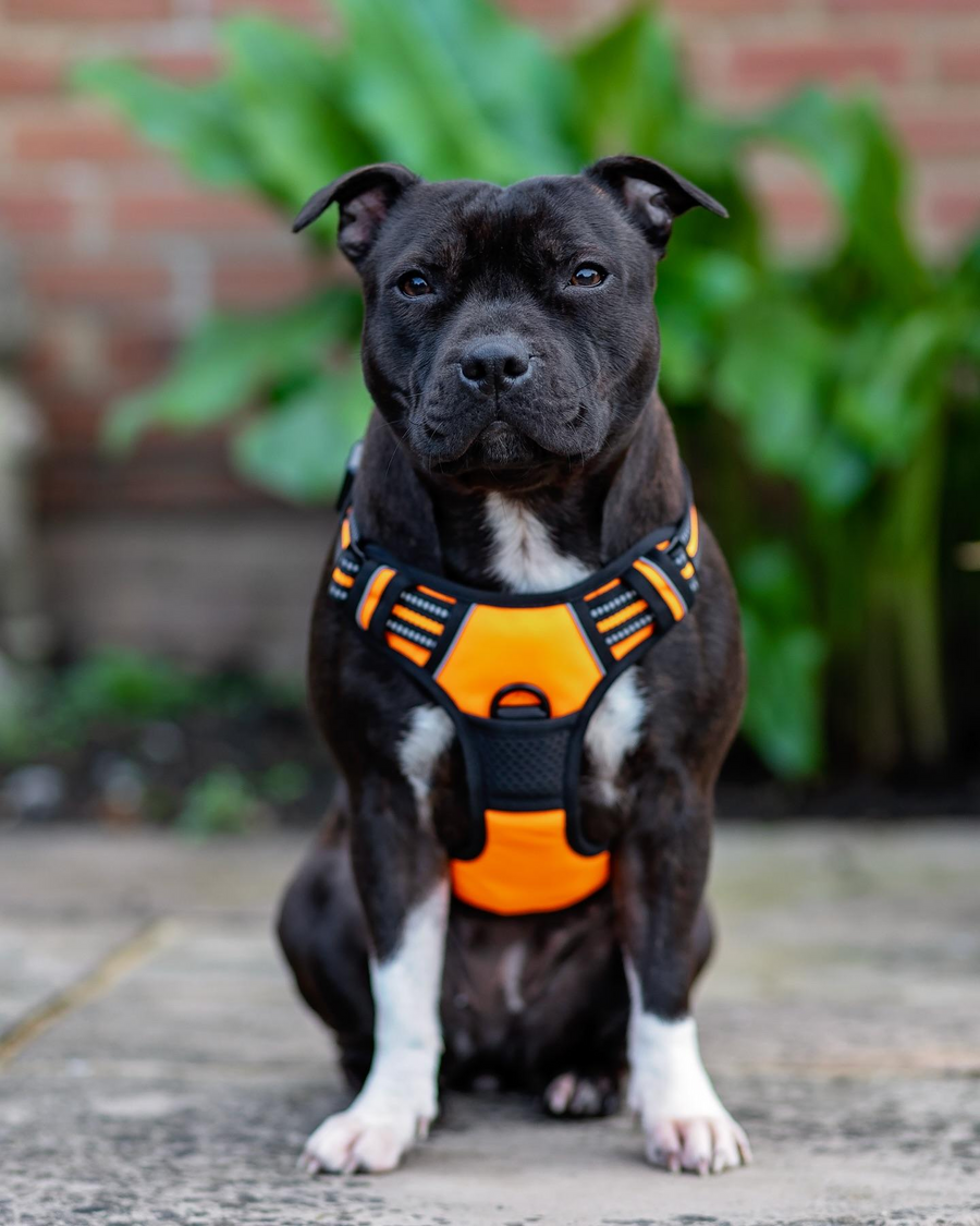 Uplift Pro Adjustable Dog Harness with Neck Buckle