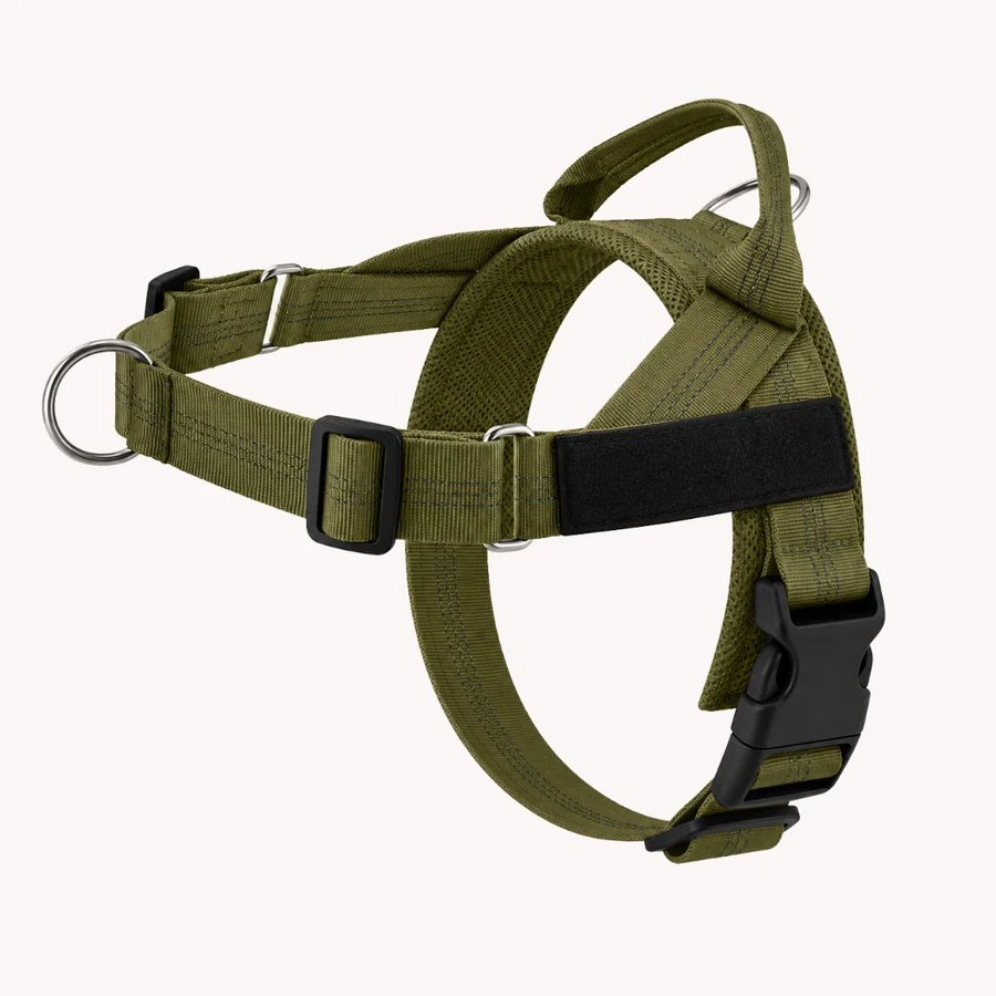 Personalised Dog Harness