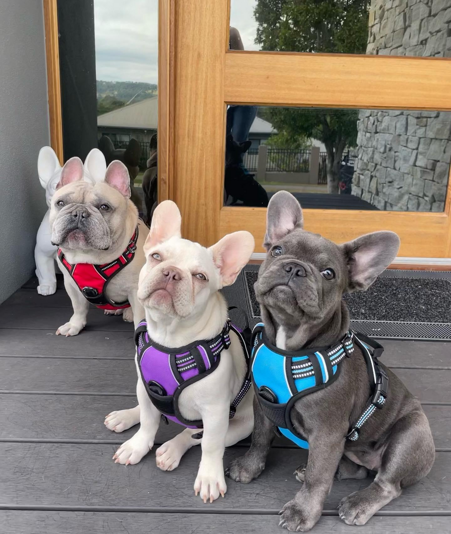 Uplift Pro Adjustable Dog Harness with Neck Buckle