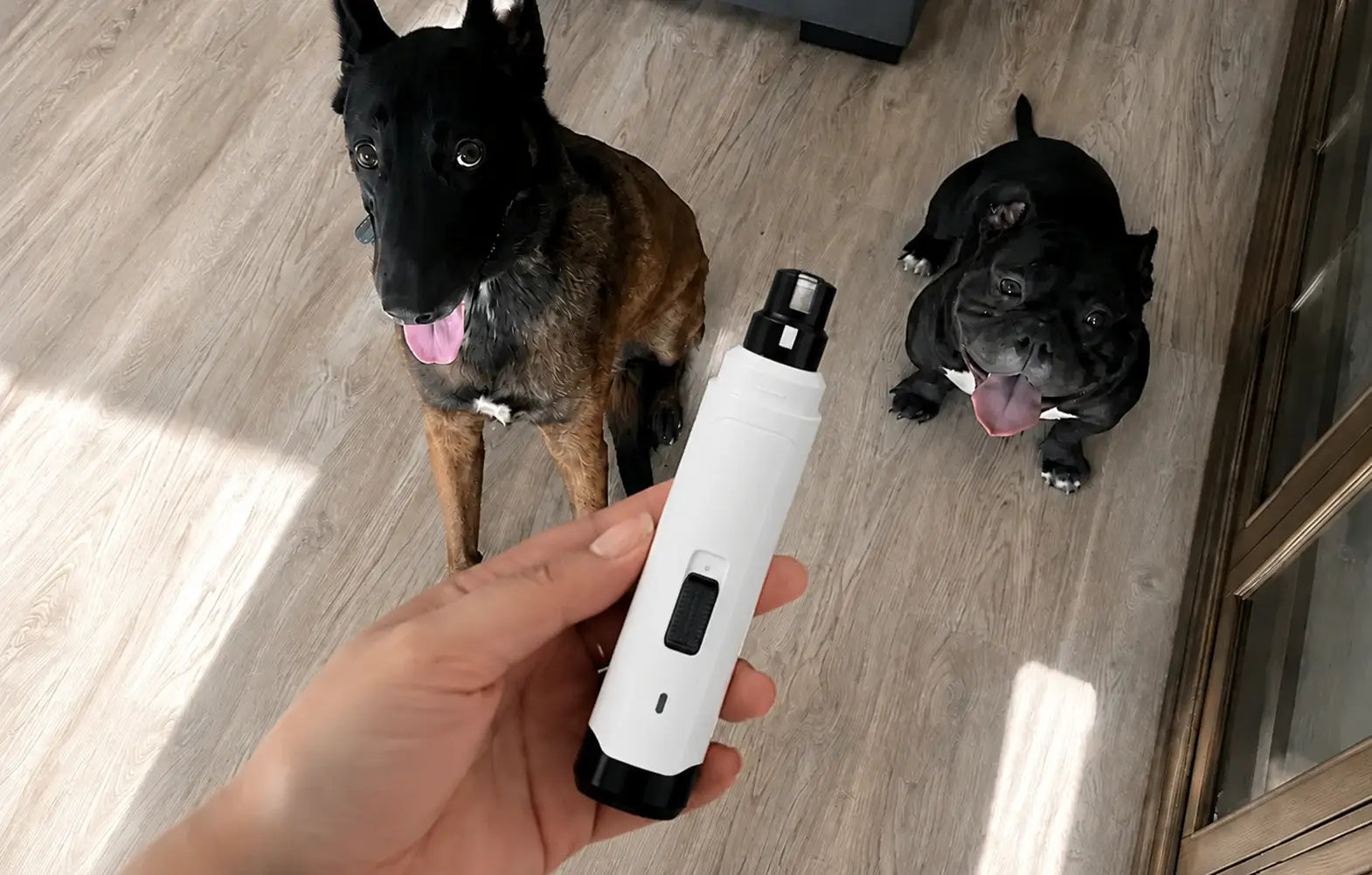 Two happy dogs waiting for a stress-free nail trim with the Maximutt Quiet Grinder