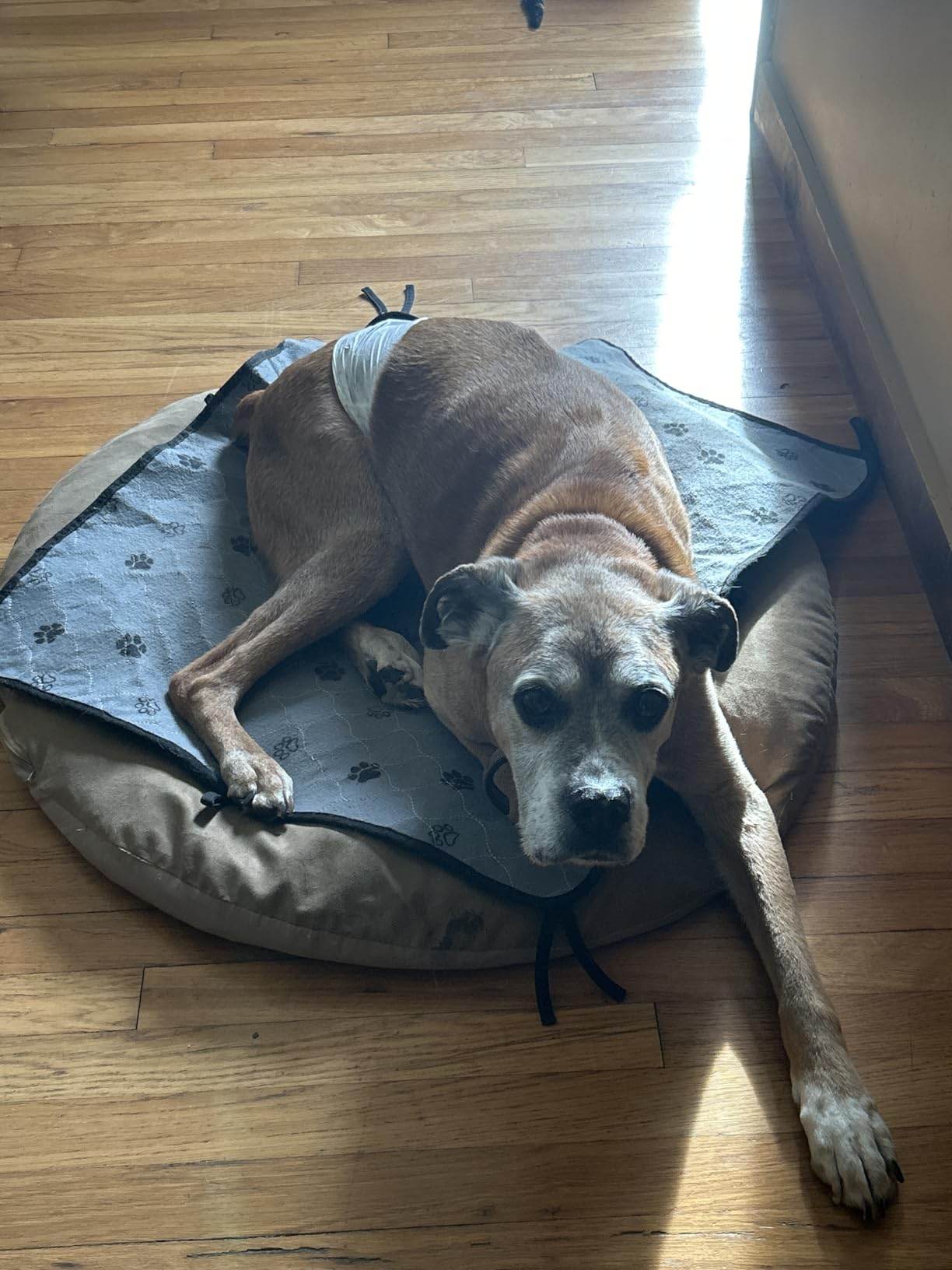 Perfect for Dogs Who Can't Make It