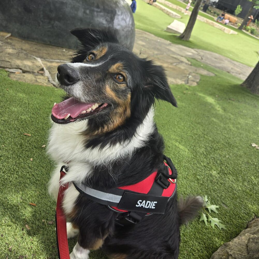 Easy Yoke No-Pull Dog Harness