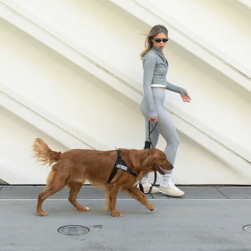 Bungee Dog Leash