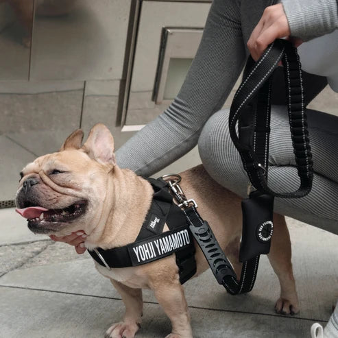 Bungee Dog Leash