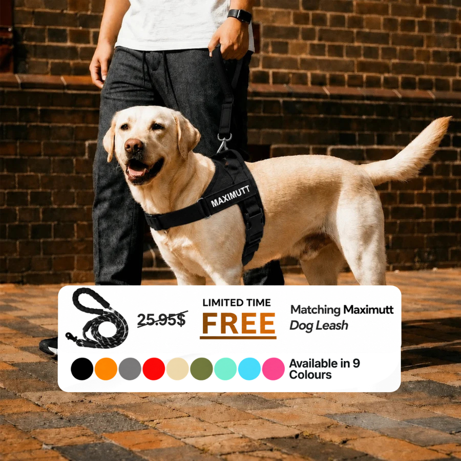 Personalised Dog Harness