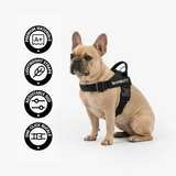 Personalised Dog Harness