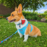 Minifit Small Step-in Dog Harness