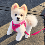 Minifit Small Step-in Dog Harness