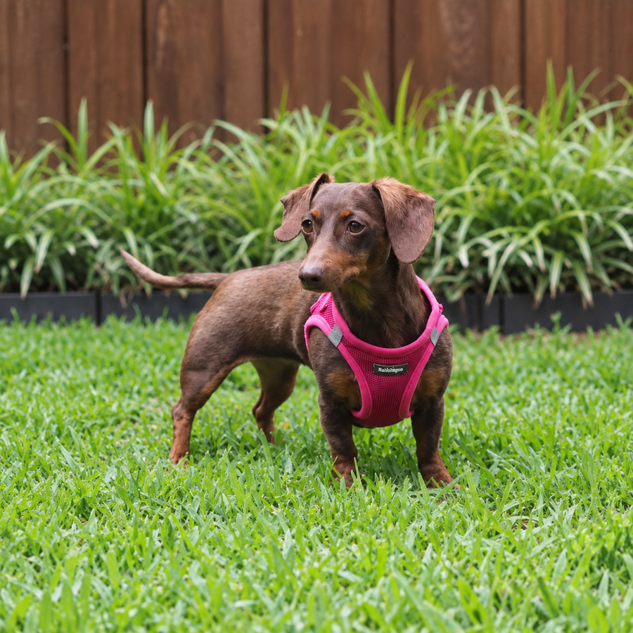 Minifit Small Step-in Dog Harness