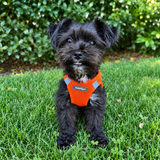 Minifit Small Step-in Dog Harness