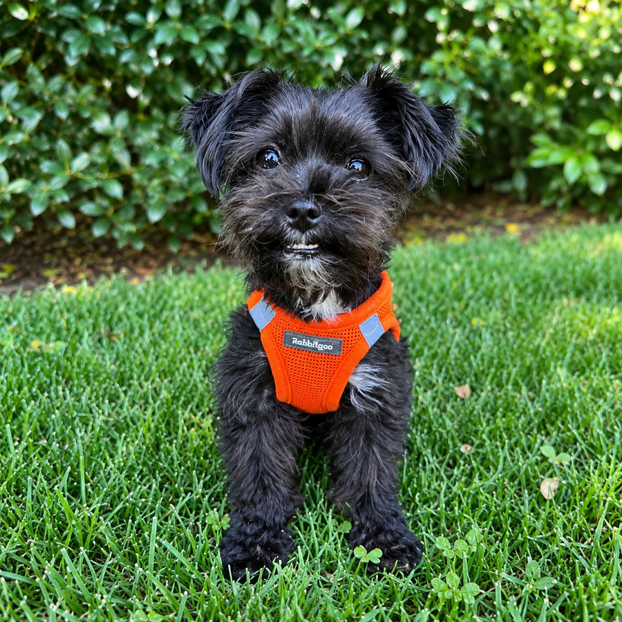 Minifit Small Step-in Dog Harness