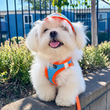 Minifit Small Step-in Dog Harness