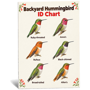 Backyard Hummingbird ID Chart
