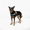 Personalised Dog Harness