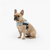 Personalised Dog Harness