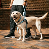 Personalised Dog Harness