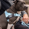 Personalised Dog Harness