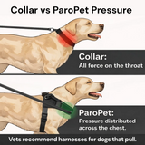 Personalised Dog Harness