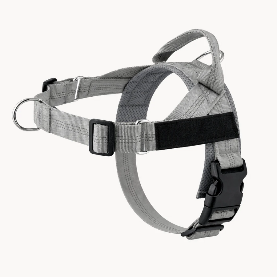 Personalised Dog Harness