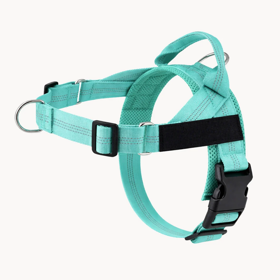 Personalised Dog Harness
