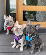 Uplift Pro Adjustable Dog Harness with Neck Buckle