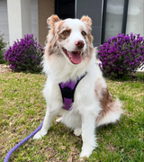 Uplift Pro Adjustable Dog Harness with Neck Buckle