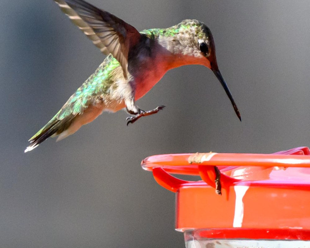 Matt 6:26 saucer hummingbird feeder