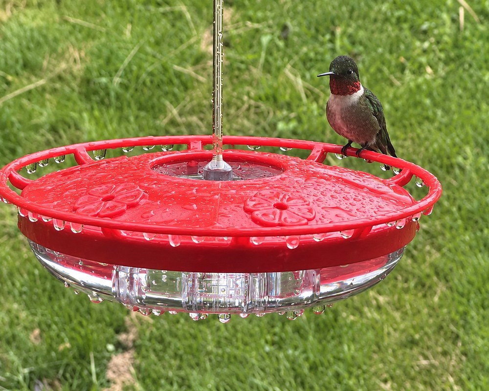 Matt 6:26 saucer hummingbird feeder