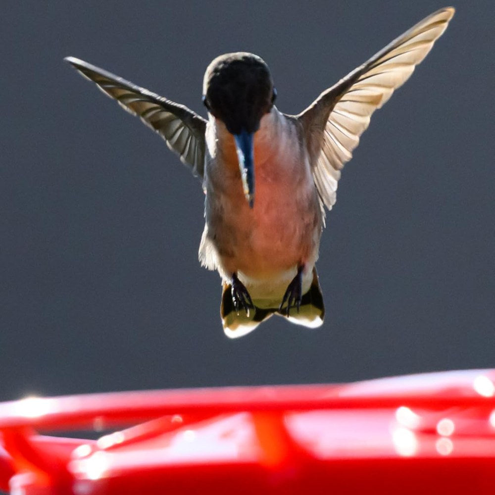 Matt 6:26 saucer hummingbird feeder
