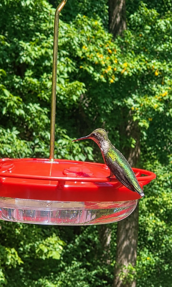 Matt 6:26 saucer hummingbird feeder