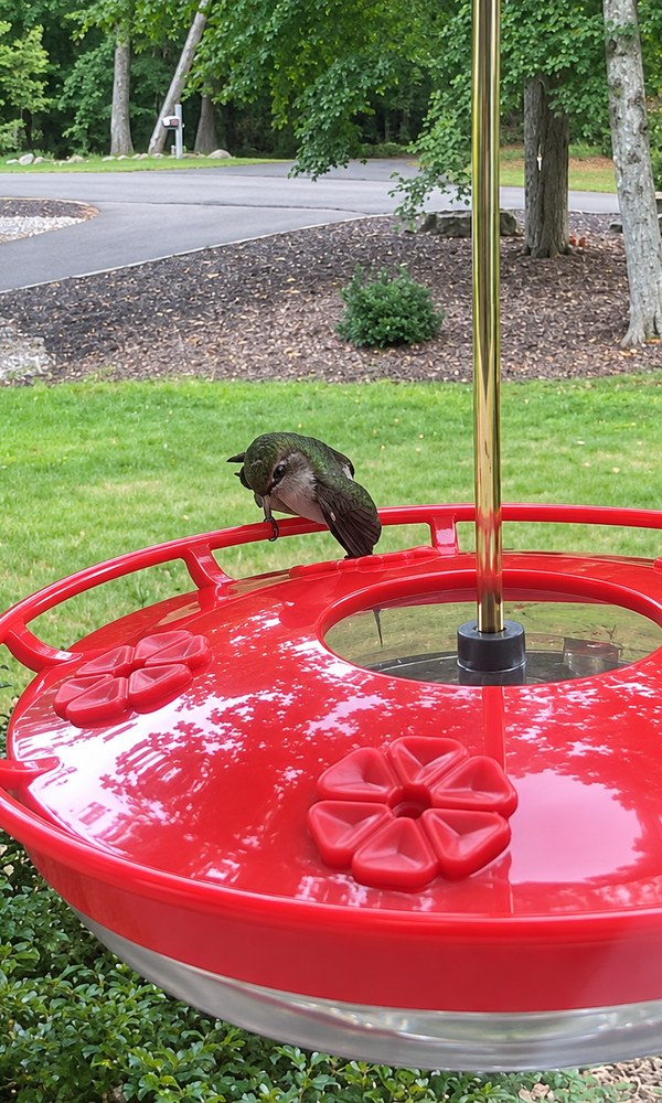 Matt 6:26 saucer hummingbird feeder