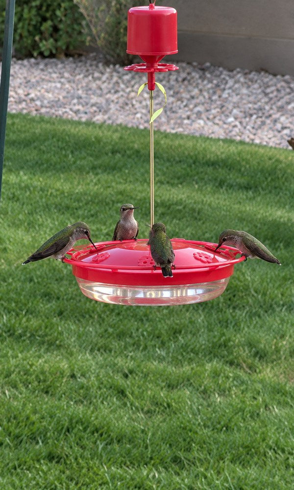 Matt 6:26 saucer hummingbird feeder