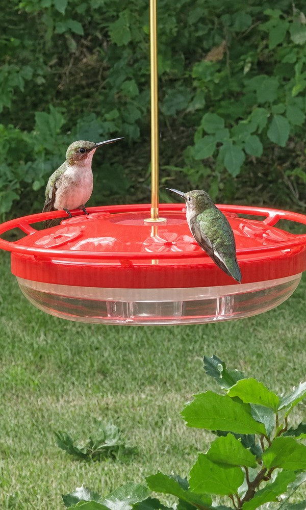 Matt 6:26 saucer hummingbird feeder