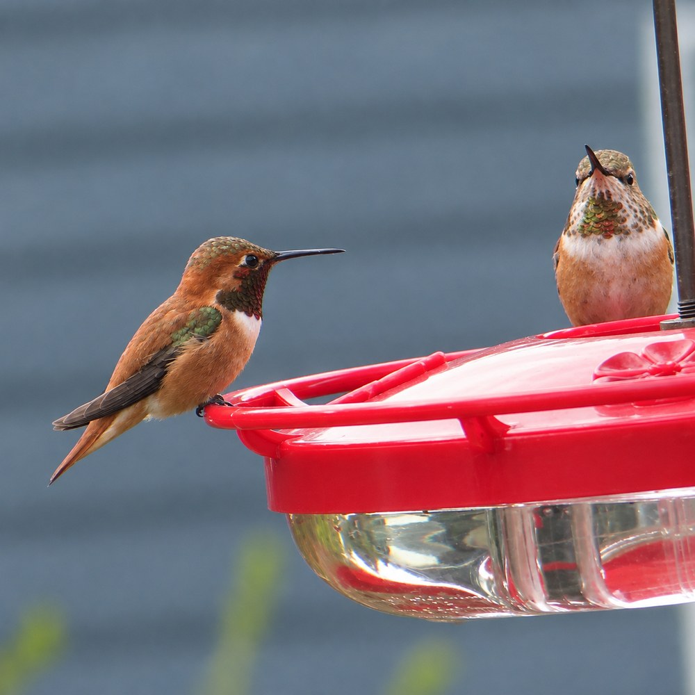 Matt 6:26 saucer hummingbird feeder