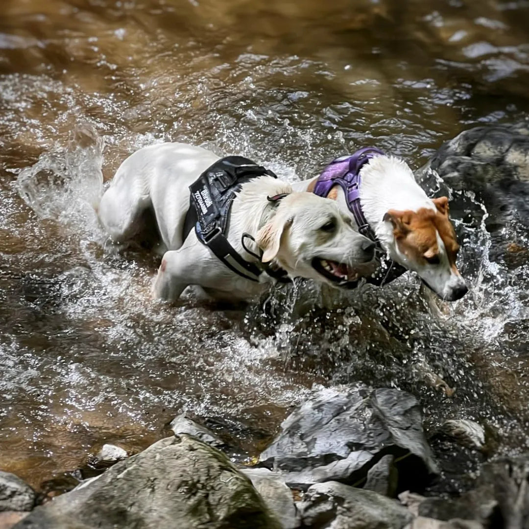 Easy Yoke No-Pull Dog Harness