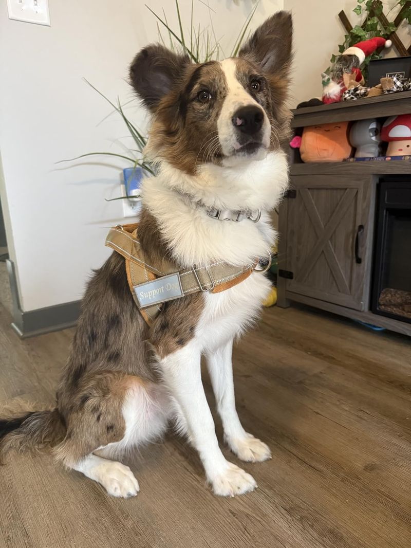 Dog walking calmly on harness