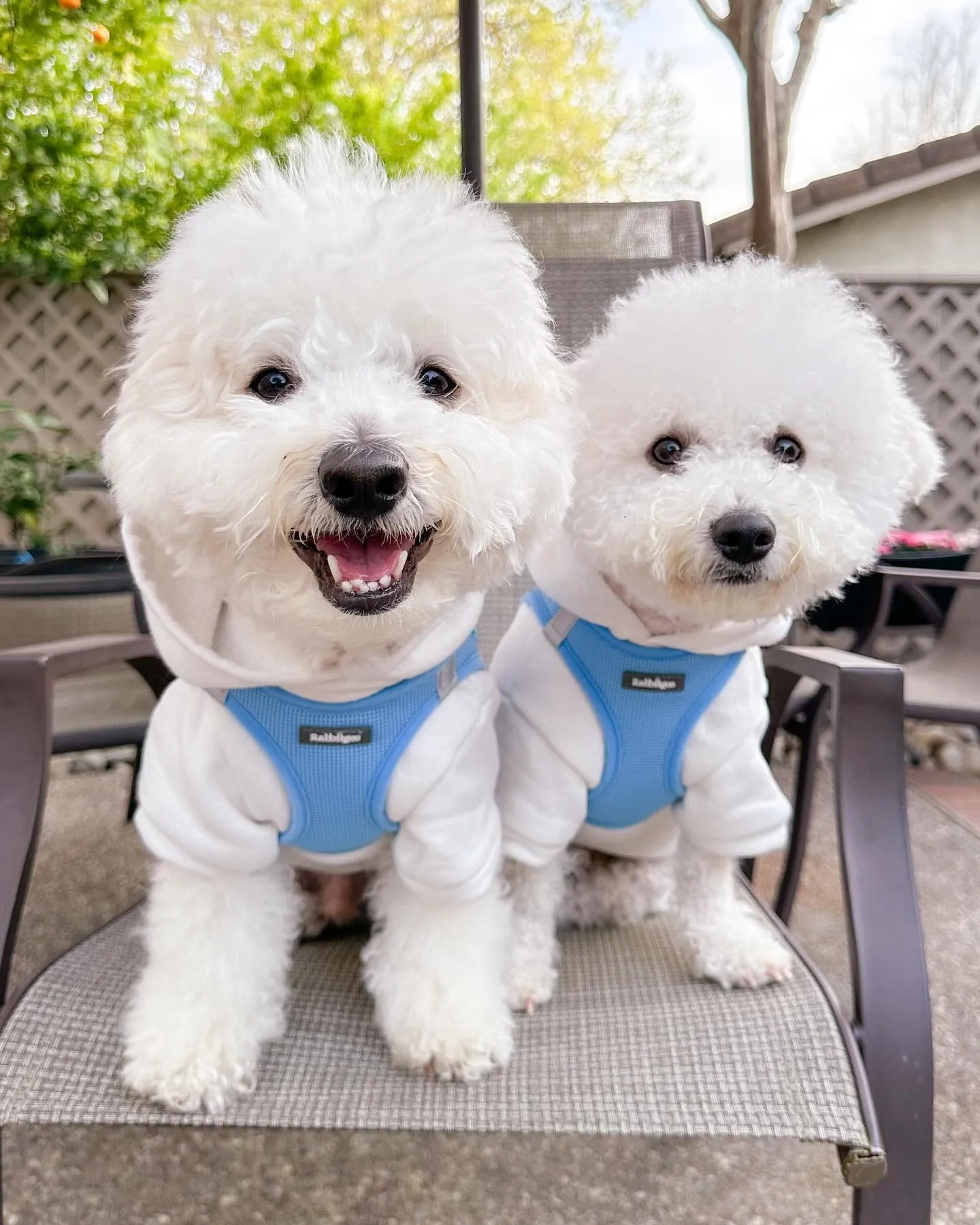 Trusted by Pet Lovers