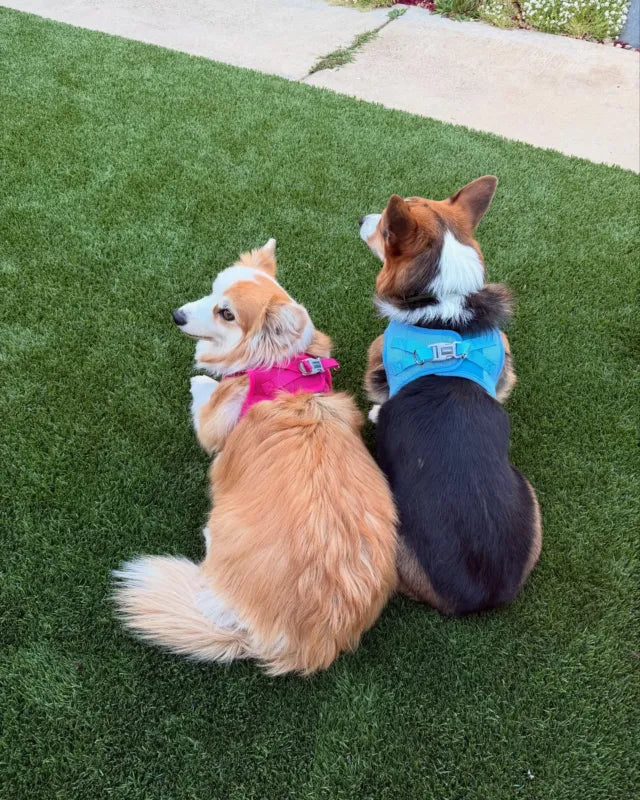 Trusted by Pet Lovers