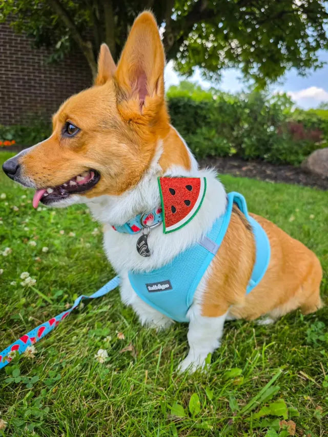 Trusted by Pet Lovers