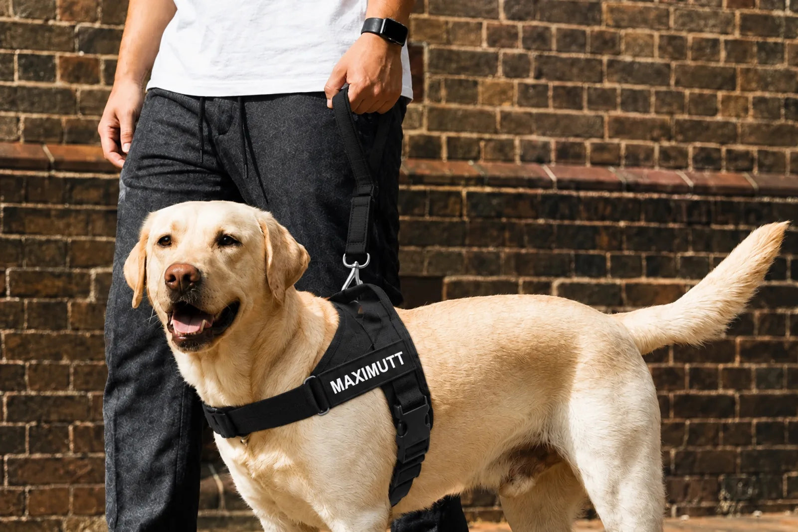 Labrador on a walk in the Maximutt personalised harness