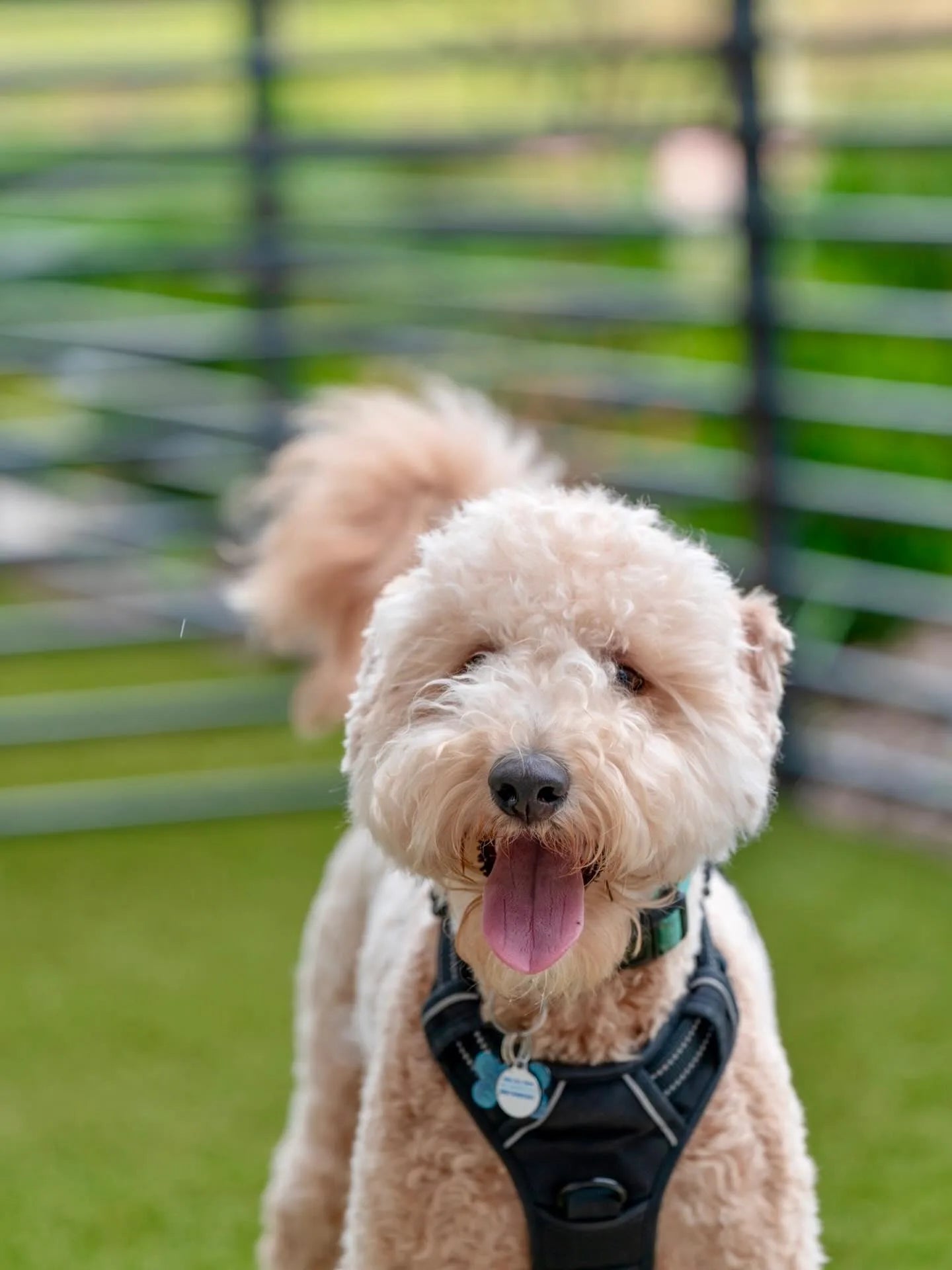 Trusted by Pet Lovers