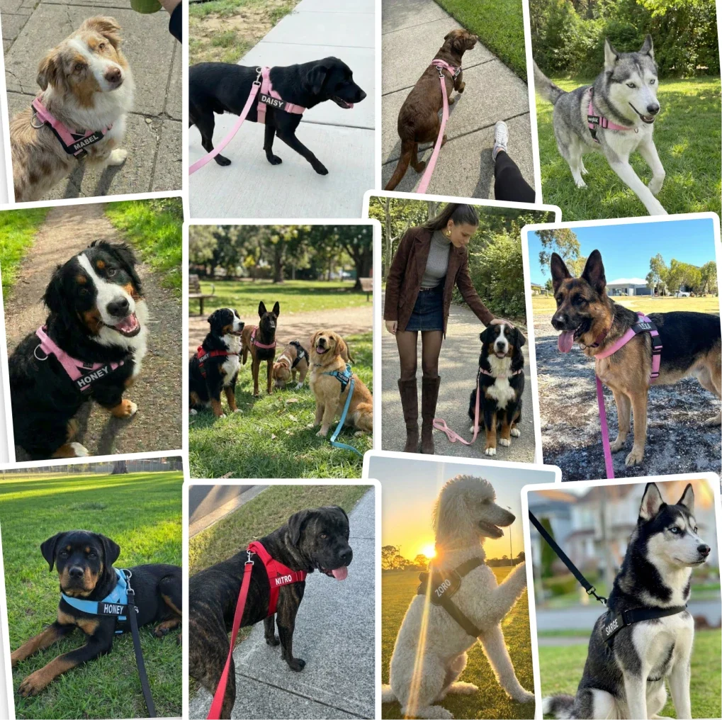Happy dogs wearing Maximutt harness