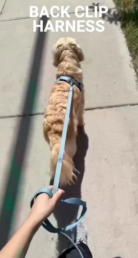 Regular Harness